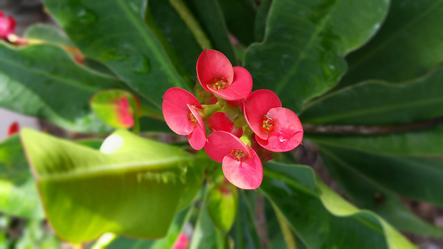 cactus-flower picture material