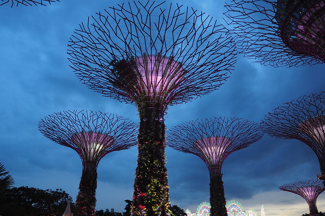 nature-tree-sky-flora-marina-city-park picture material