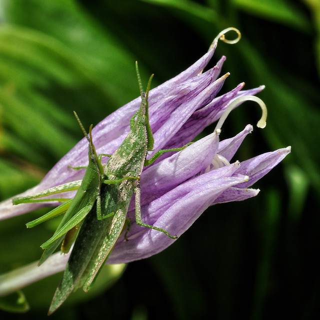 nature-flower-flora-leaf-garden 图片素材