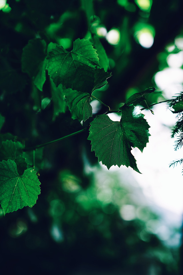 leaf-no-person-green-nature-flora 图片素材