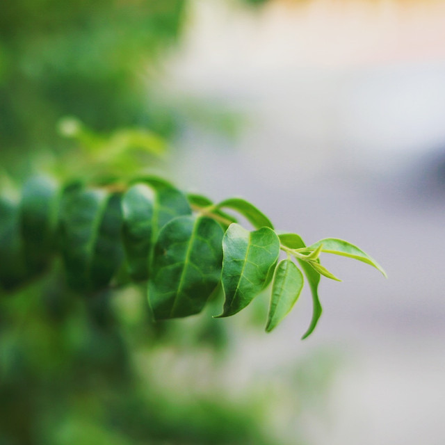leaf-flora-nature-garden-growth 图片素材