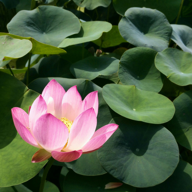 lotus-pool-flora-leaf-aquatic 图片素材