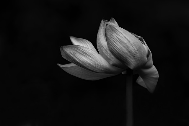 flower-monochrome-lily-no-person-nature picture material