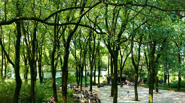 tree-nature-leaf-park-flora 图片素材