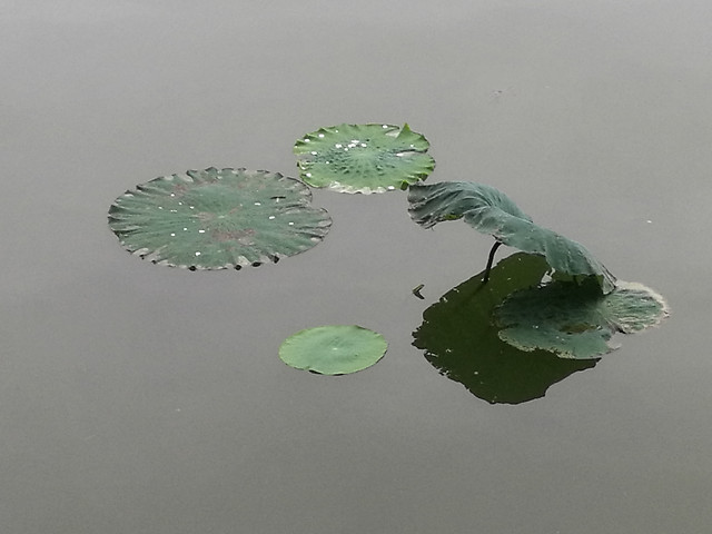 water-pool-lake-no-person-reflection 图片素材