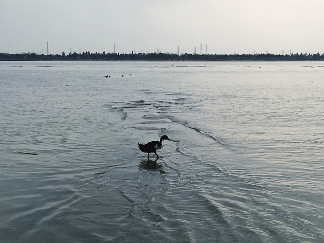 water-no-person-lake-bird-winter 图片素材