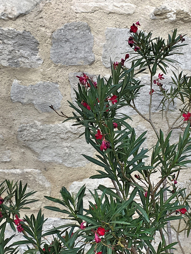 flower-flora-nature-no-person-leaf 图片素材