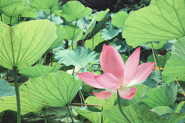 leaf-lotus-pool-lily-flora 图片素材