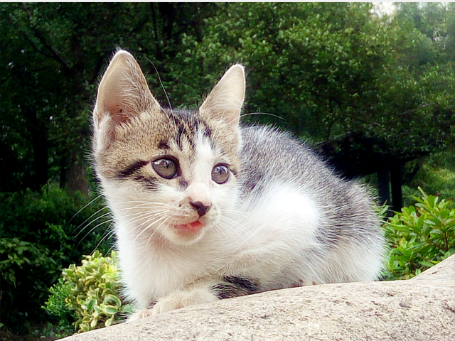 cat-animal-cute-fur-pet picture material