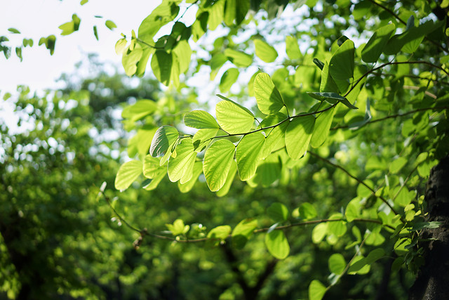 leaf-flora-nature-growth-tree 图片素材