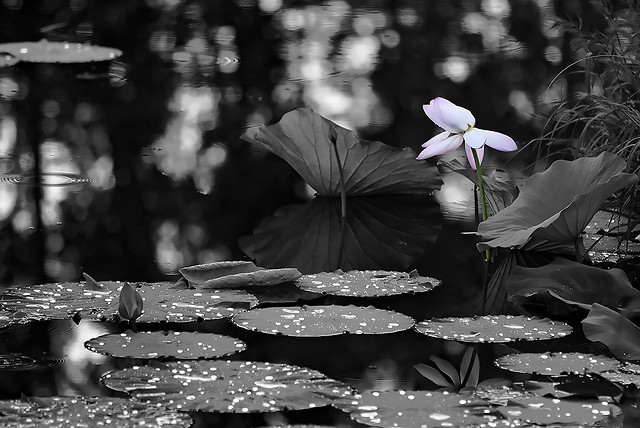 people-flower-monochrome-white-nature picture material