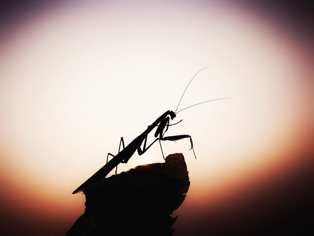 silhouette-sunset-insect-antenna-sun picture material