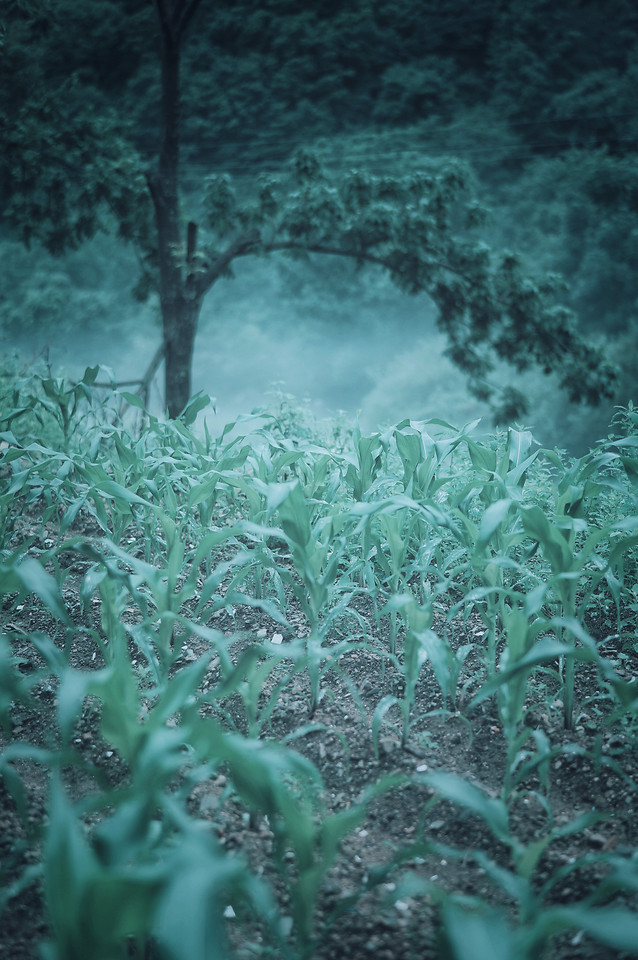 nature-leaf-flora-landscape-green 图片素材