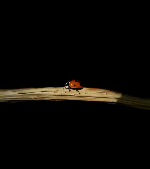 insect-ladybug-beetle-fly-invertebrate 图片素材