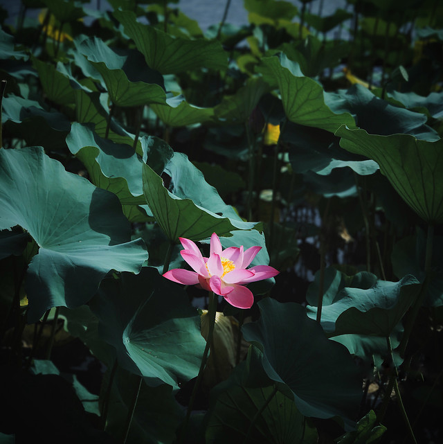 flower-plant-lotus-flora-leaf 图片素材