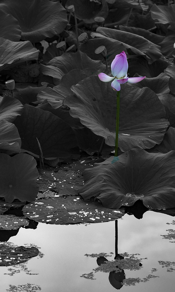 flower-nature-water-reflection-no-person 图片素材