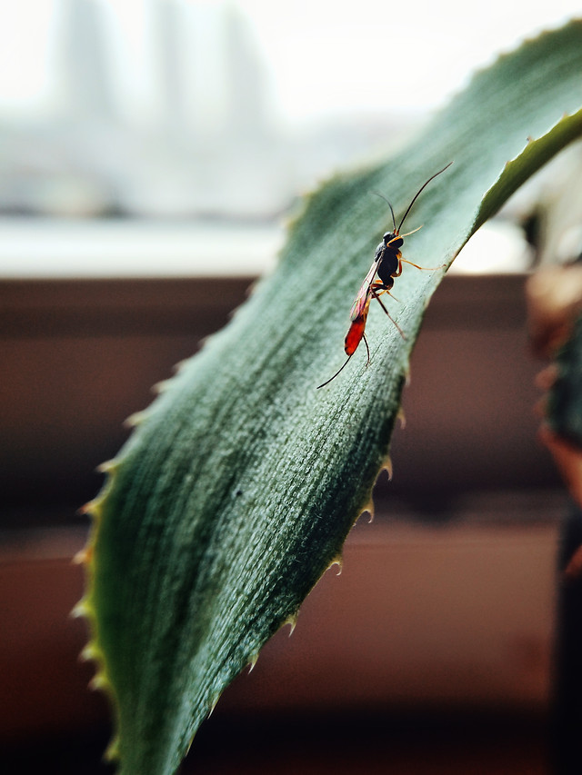 leaf-dof-nature-no-person-color 图片素材