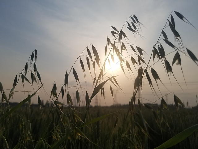 field-sun-sky-grass-landscape 图片素材