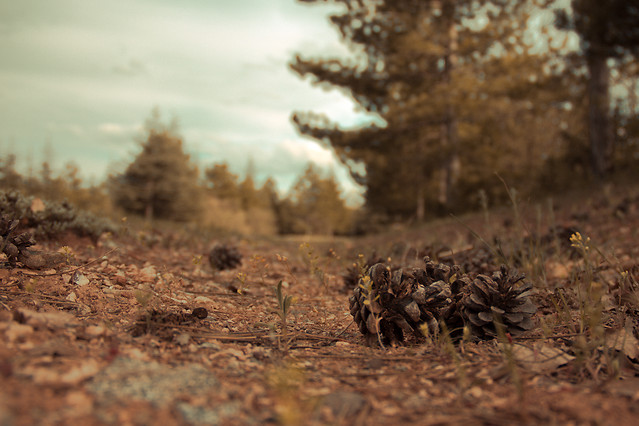 tree-sky-landscape-leaf-soil 图片素材