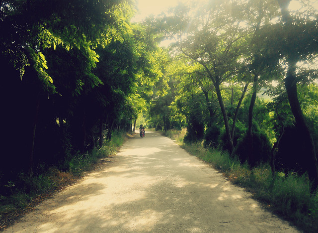 tree-landscape-wood-no-person-road 图片素材