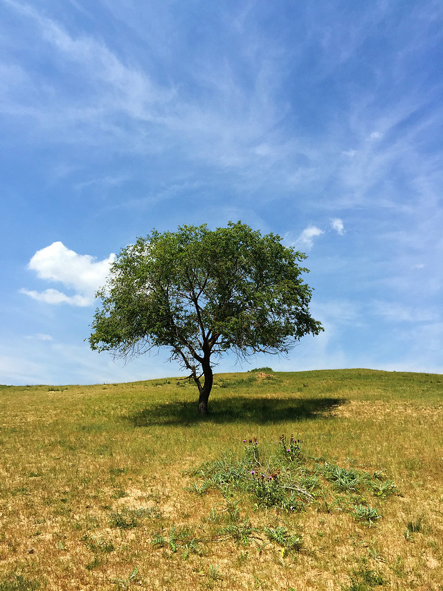landscape-no-person-tree-nature-grass 图片素材