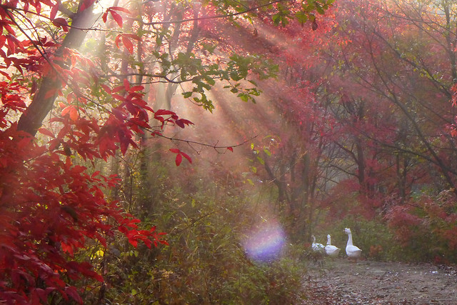 fall-leaf-maple-tree-season picture material