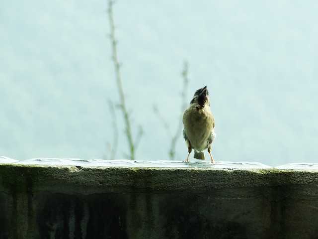 no-person-bird-nature-outdoors-animal picture material