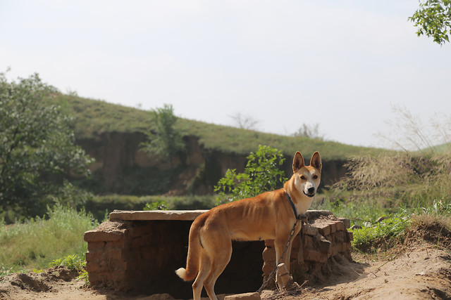 mammal-no-person-outdoors-nature-travel picture material