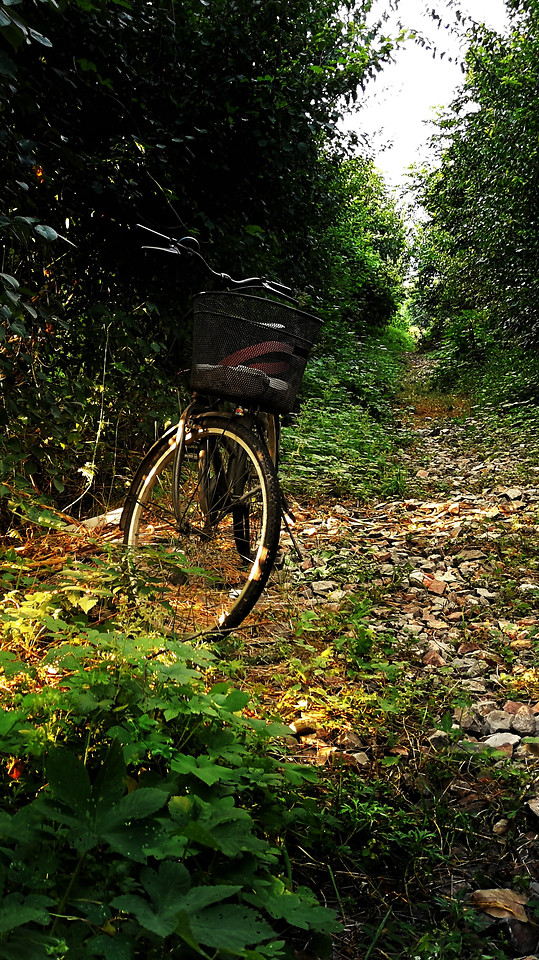 wood-no-person-leaf-nature-tree 图片素材