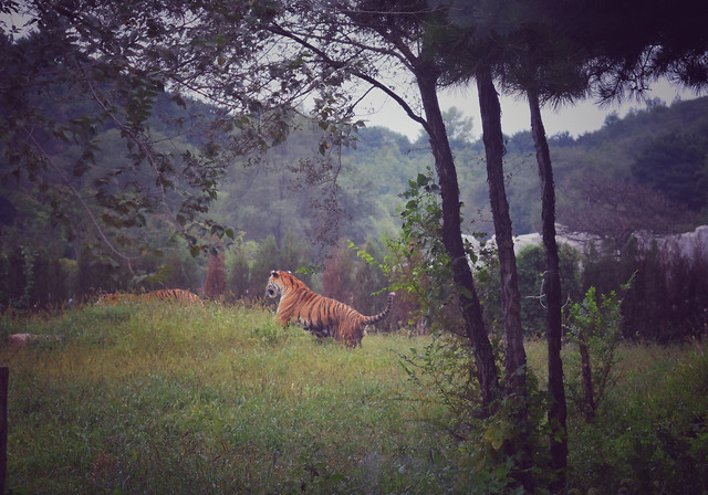 no-person-mammal-wildlife-tree-ecosystem 图片素材