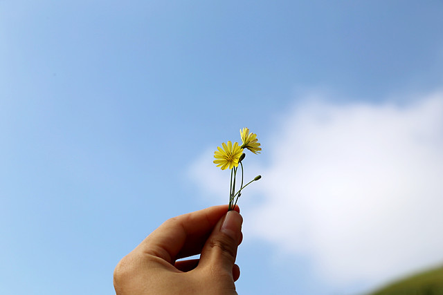 nature-flower-growth-sky-summer 图片素材