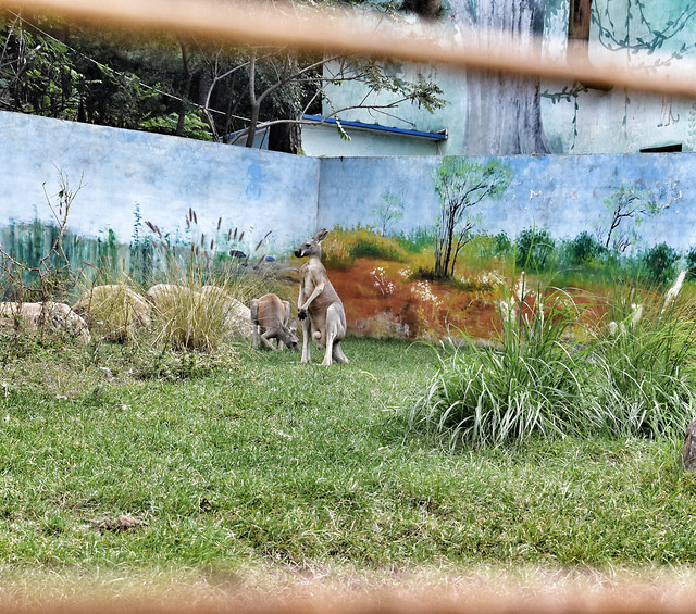 grass-animal-mammal-nature-wildlife 图片素材