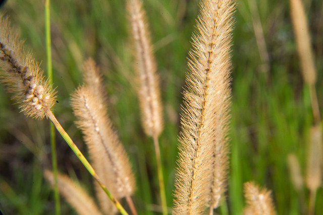 nature-flora-grass-summer-growth 图片素材