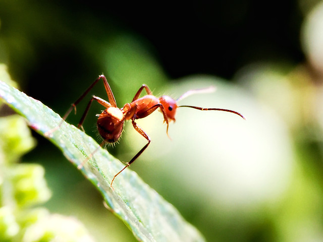 insect-wildlife-nature-no-person-animal picture material