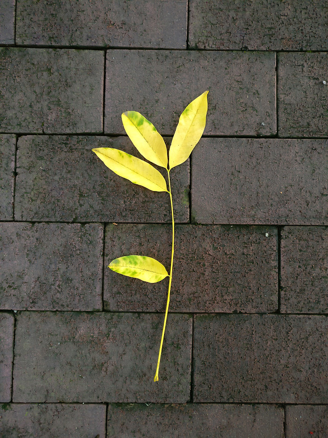 leaf-flora-no-person-nature-garden picture material