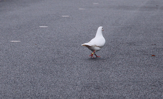 bird-no-person-water-beach-outdoors picture material