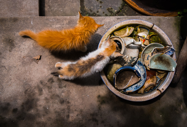 no-person-mammal-animal-fauna-cat 图片素材