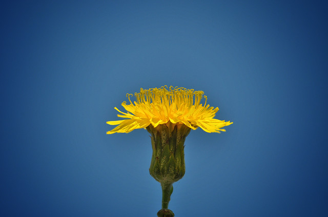 no-person-nature-flower-summer-yellow 图片素材