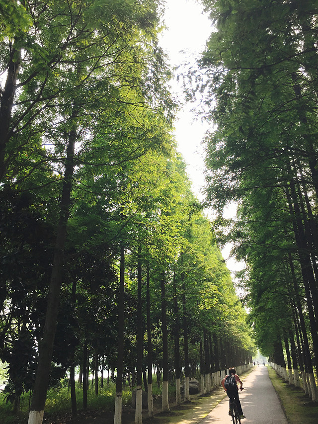 tree-wood-no-person-leaf-nature 图片素材