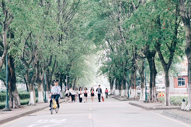 road-tree-street-landscape-travel 图片素材