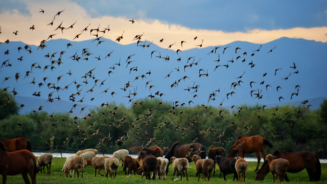 no-person-mammal-herd-cavalry-grassland picture material
