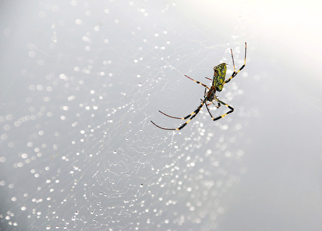 spider-insect-nature-invertebrate-no-person 图片素材