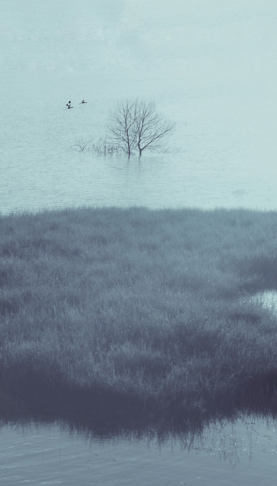 landscape-fog-tree-lake-no-person picture material