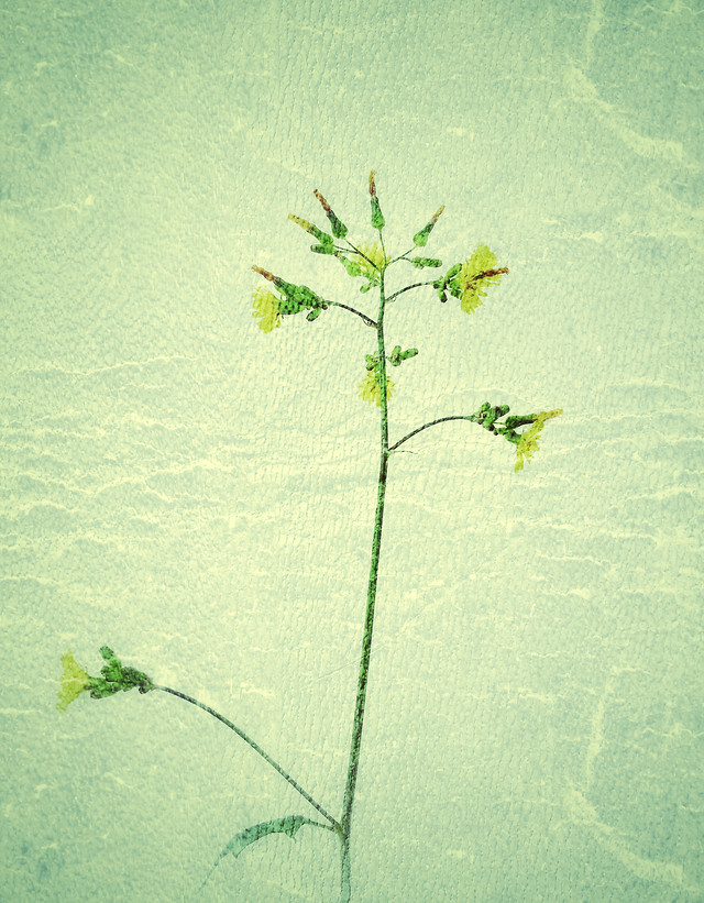 leaf-no-person-flora-water-summer 图片素材