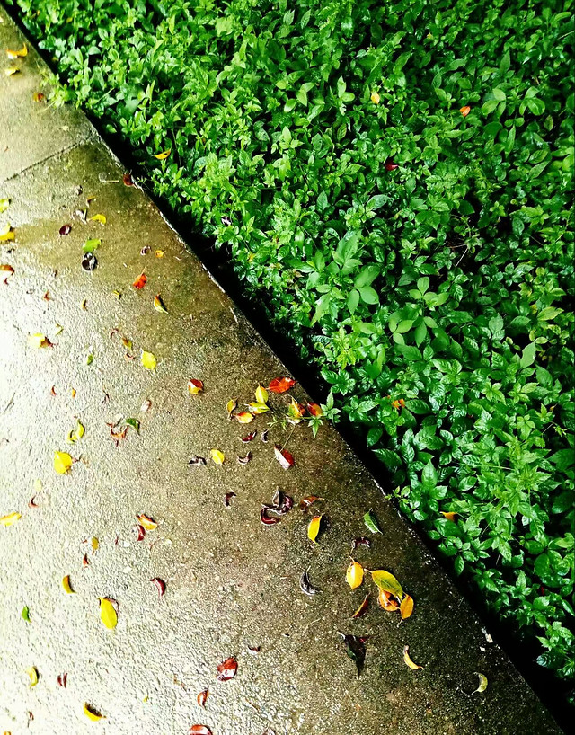 garden-flower-flora-leaf-growth 图片素材
