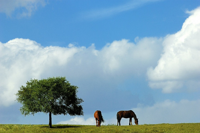 landscape-sky-grassland-grass-field picture material