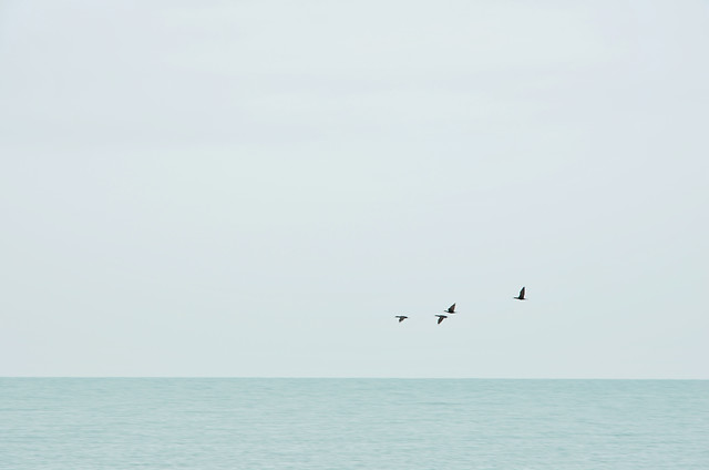 water-bird-sky-beach-sea picture material