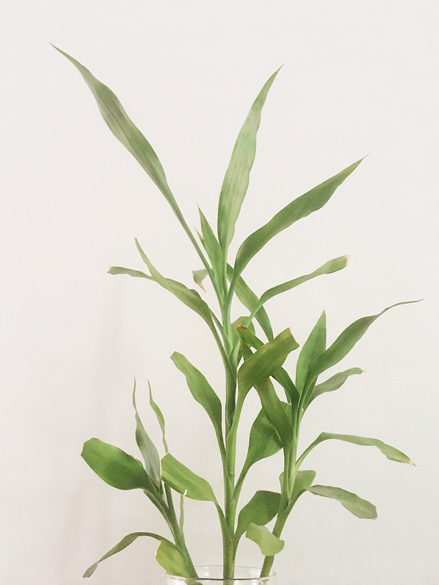 leaf-flora-nature-growth-no-person 图片素材