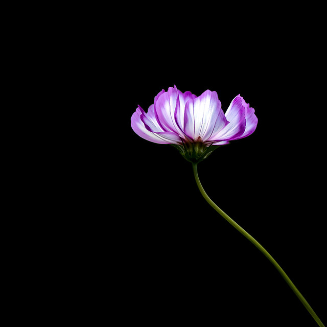 flower-nature-flora-summer-color picture material