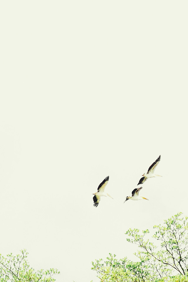 bird-nature-flight-sky-wildlife picture material